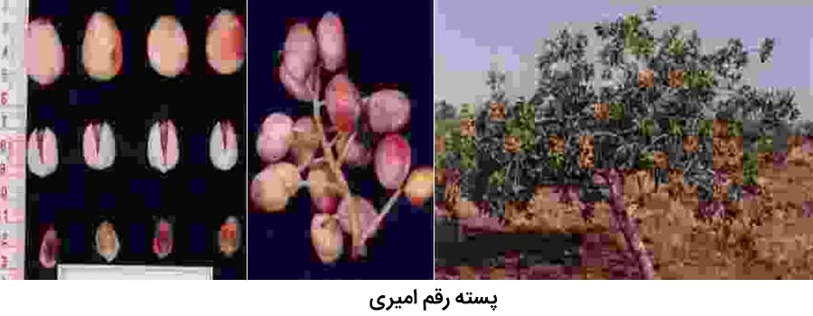 شکل درخت ، میوه و خوشه پسته رقم امیری از رقم های پسته موجود در ایران