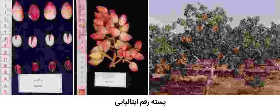 شکل درخت ، میوه و خوشه پسته رقم ایتالیایی یکی از رقم های پسته موجود در ایران