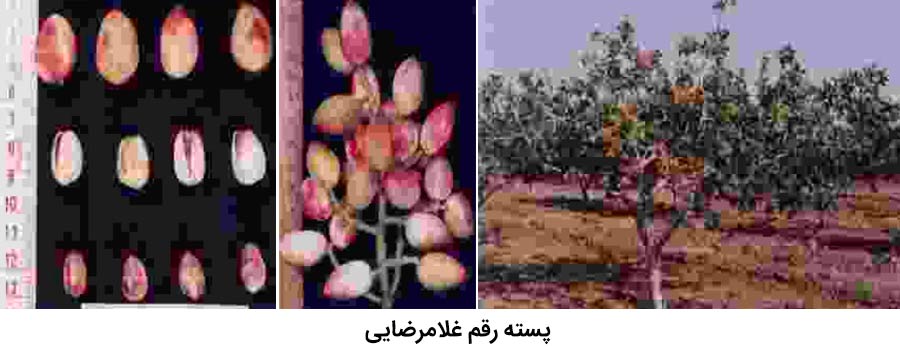 شکل درخت ، میوه و خوشه رقم پسته غلامرضایی از رقم های پسته موجود در ایران