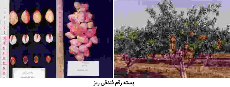 شکل درخت و میوه رقم پسته فندقی ریز یکی از رقم های پسته ایران