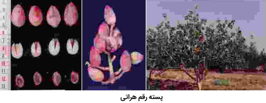 شکل درخت ، میوه و خوشه رقم پسته هراتی از رقم های پسته موجود در ایران