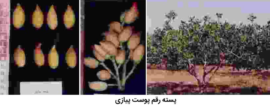 شکل درخت ، میوه و خوشه پسته رقم پوست پیازی از رقم های پسته ایرانی