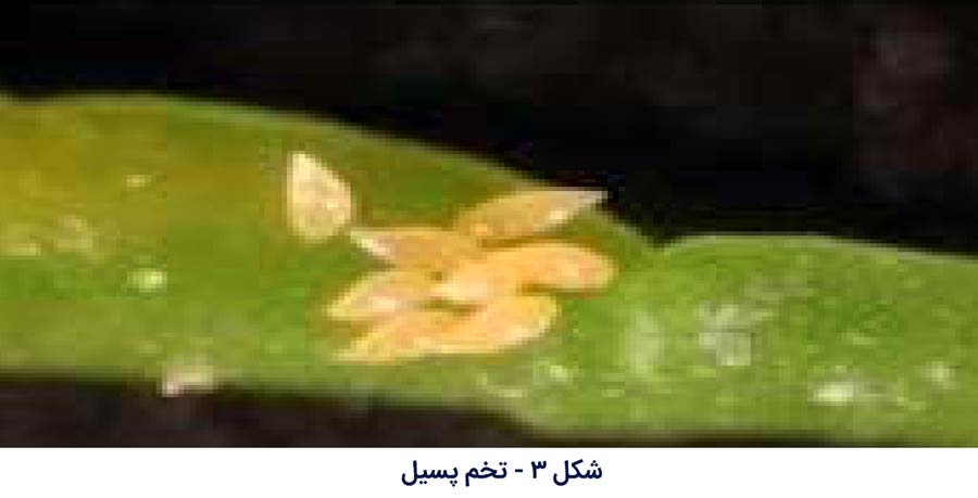 تخم پسیل پسته (Agonoscena pistaciae) روی برگ پسته