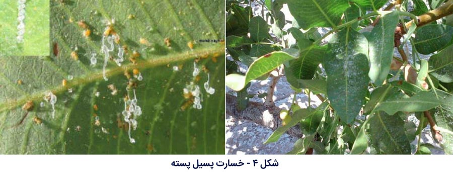 علایم خسارت پسیل پسته (Agonoscena pistaciae)