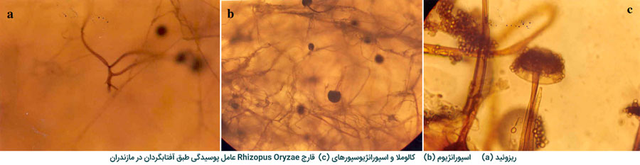 Rhizopus oryzae عامل بیماری پوسیدگی طبق آفتابگردان