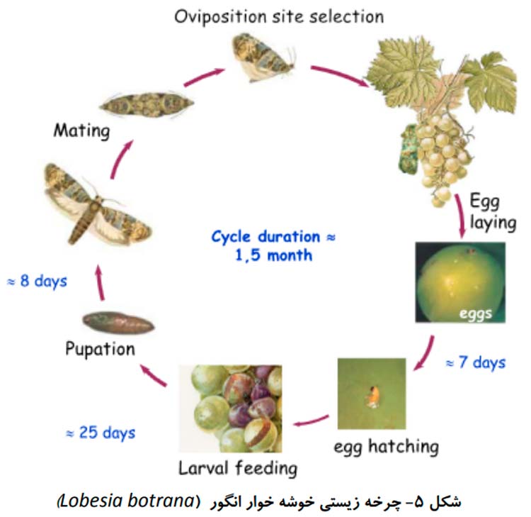 چرخه زیست شناسی کرم خوشه خوار انگور