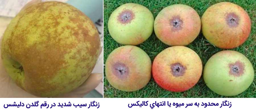 دو نوع از حالتهای مورفولوژیکی زنگار سیب (زنگار محدود به سر میوه یا انتهای کالیکس و زنگار شدید) 