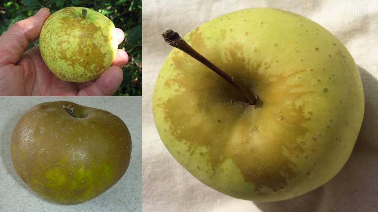علت زنگار سیب و روش های درمان چوب پنبه ای شدن میوه (Russeting)