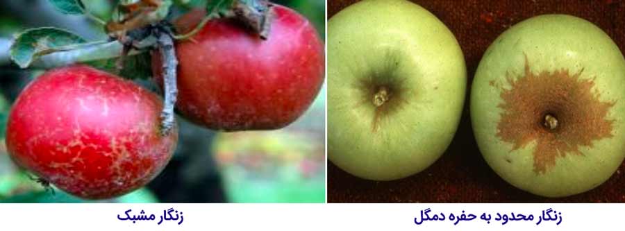 علایم زنگار محدود به حفره دمگل و زنگار مشبک دو نوع از حالتهای چوب پنبه ای شدن میوه سیب