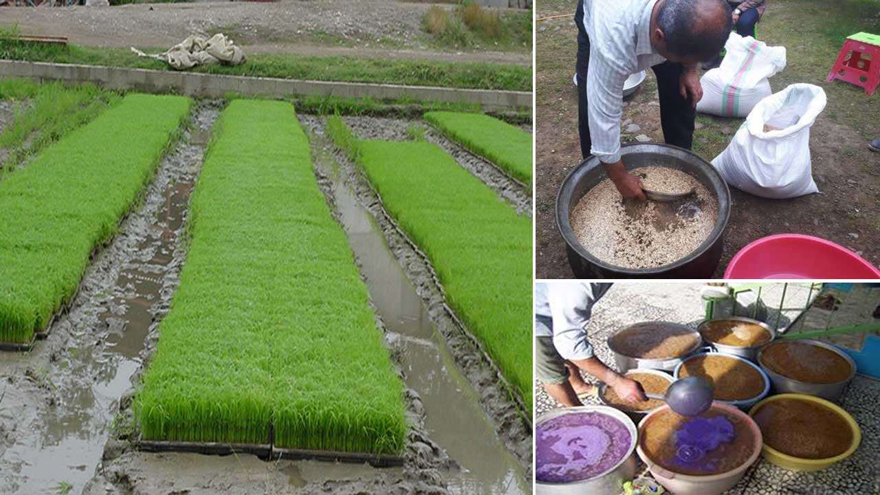 دستورالعمل اجرایی نحوه ضدعفونی کردن بذر برنج و سم مناسب آن