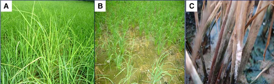 علایم بیماری پوسیدگی طوقه برنج با عامل قارچ Gibberella fujikuroi که توسط قارچ کش سلست کنترل می گردد