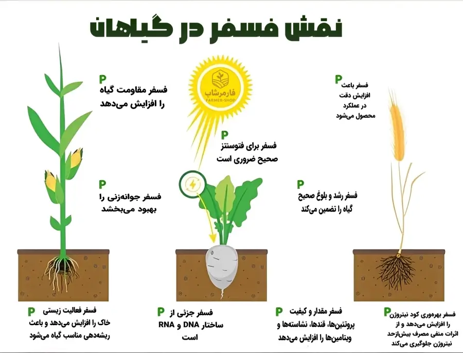 چرا عنصر فسفر در کشاورزی اهمیت دارد؟