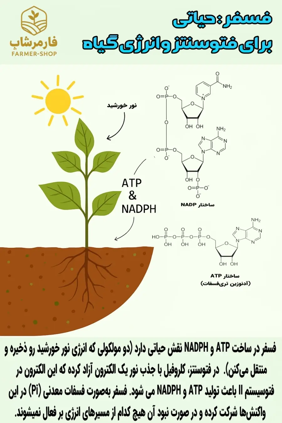 نقش فسفر در فرآیندهای ATP و NADPH و تامین انرژی گیاه