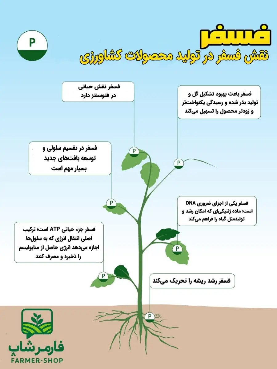 دلایل نقش موثر فسفر در افزایش تولیدات کشاورزی