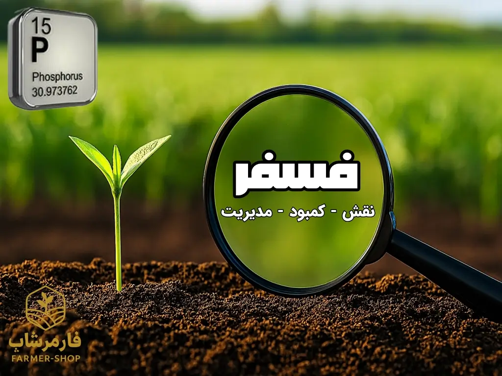 نقش فسفر در گیاهان و اهمیت آن در کشاورزی