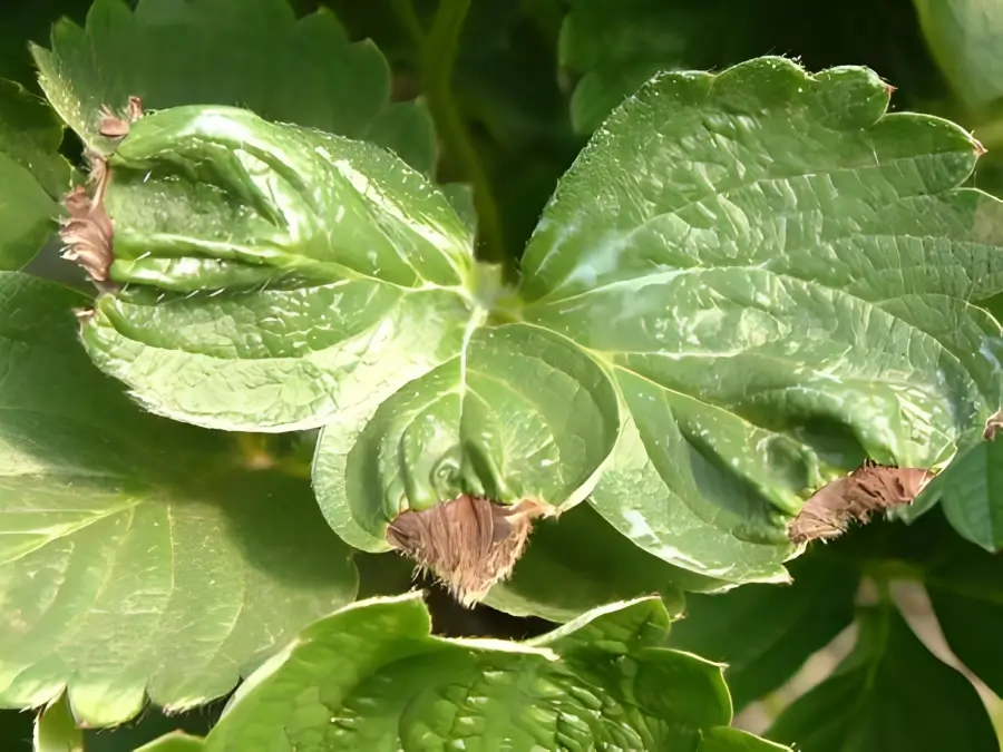 نشانههای کمبود کلسیم و پوسیدگی برگ