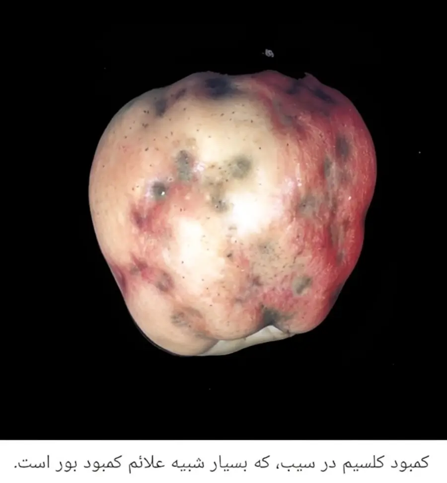 علائم کمبود کلسیم بر روی میوه سیب که بسیار شبیه نشانههای کمبود بر میباشد