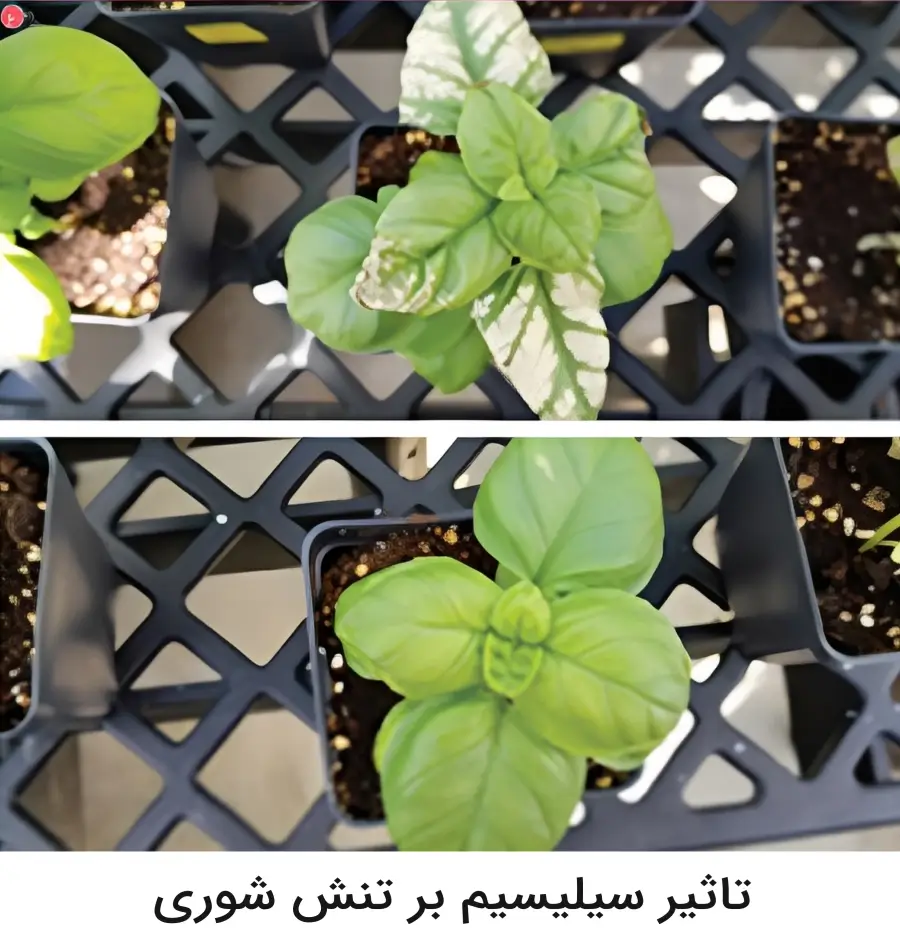 اثرات مصرف سیلیسیم در تنش شوری