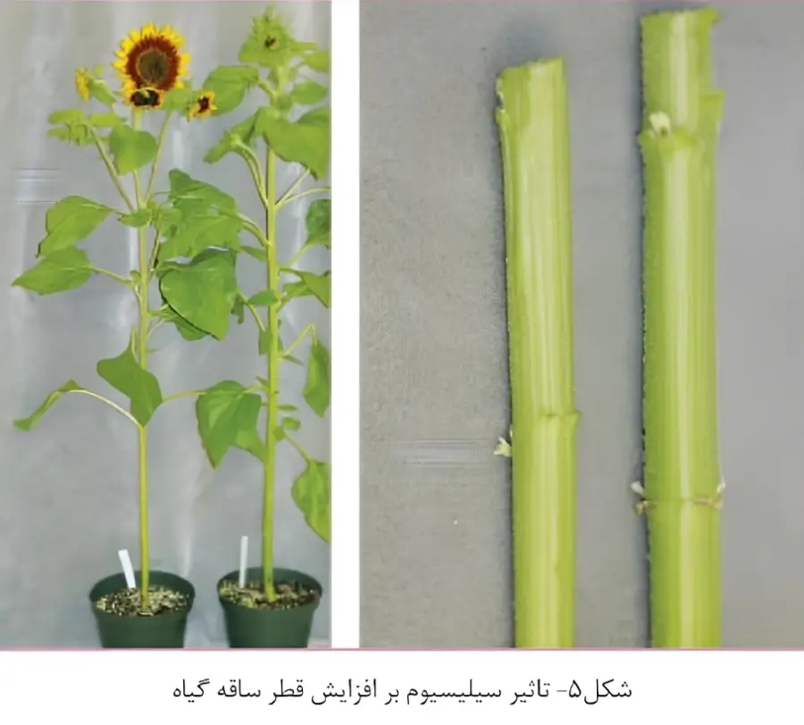افزایش قطر شاخه ها در اثر مصرف سیلیسیم