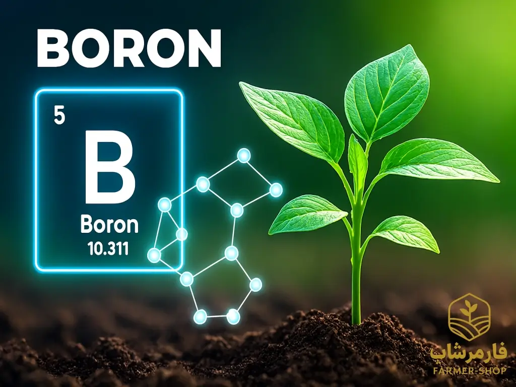 نقش بور در تغذیه گیاه و مدیریت کمبود بر