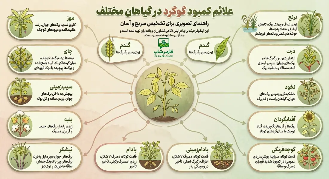 اینفوگراف علائم کمبود گوگرد در گیاهان مختلف