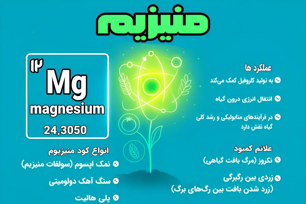 اینفوگراف نقش منیزیوم در گیاهان