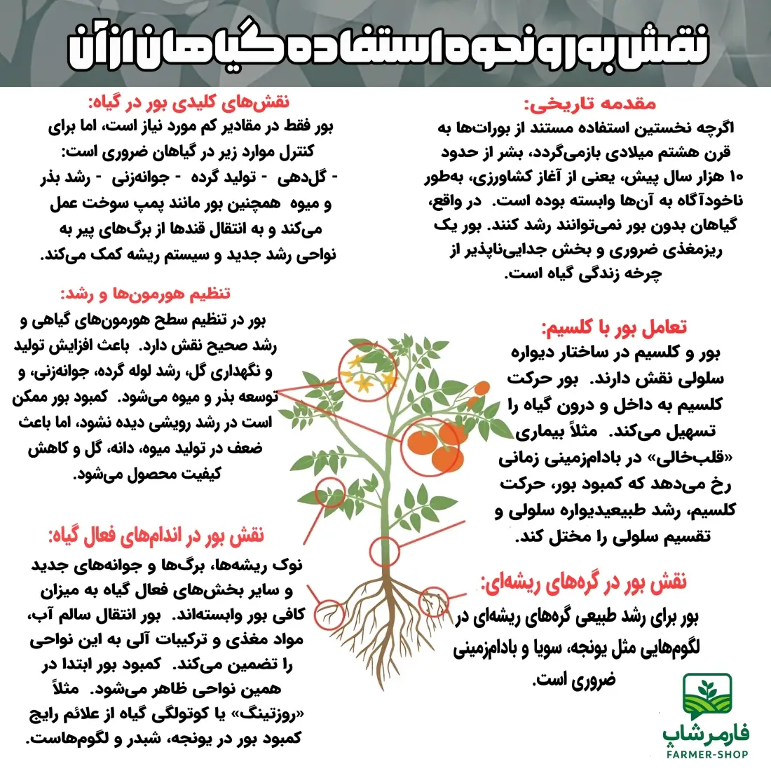 اینفوگراف نقش بور در تغذیه و رشد گیاهان