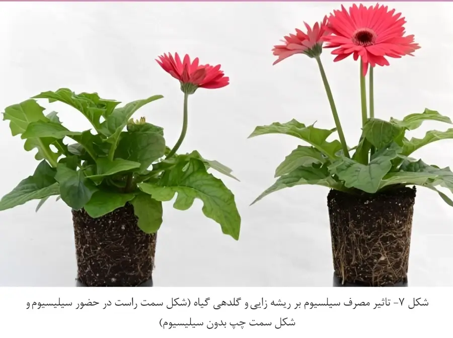 اهمیت سیلیسیوم در گلدهی گیاهان