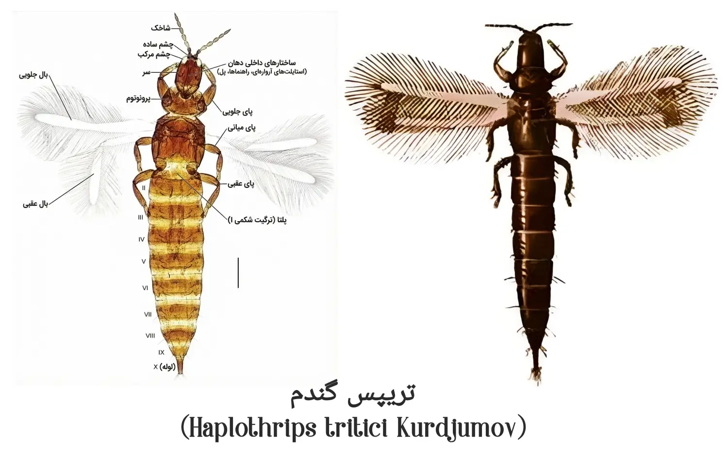 مشخصات تریپس گندم