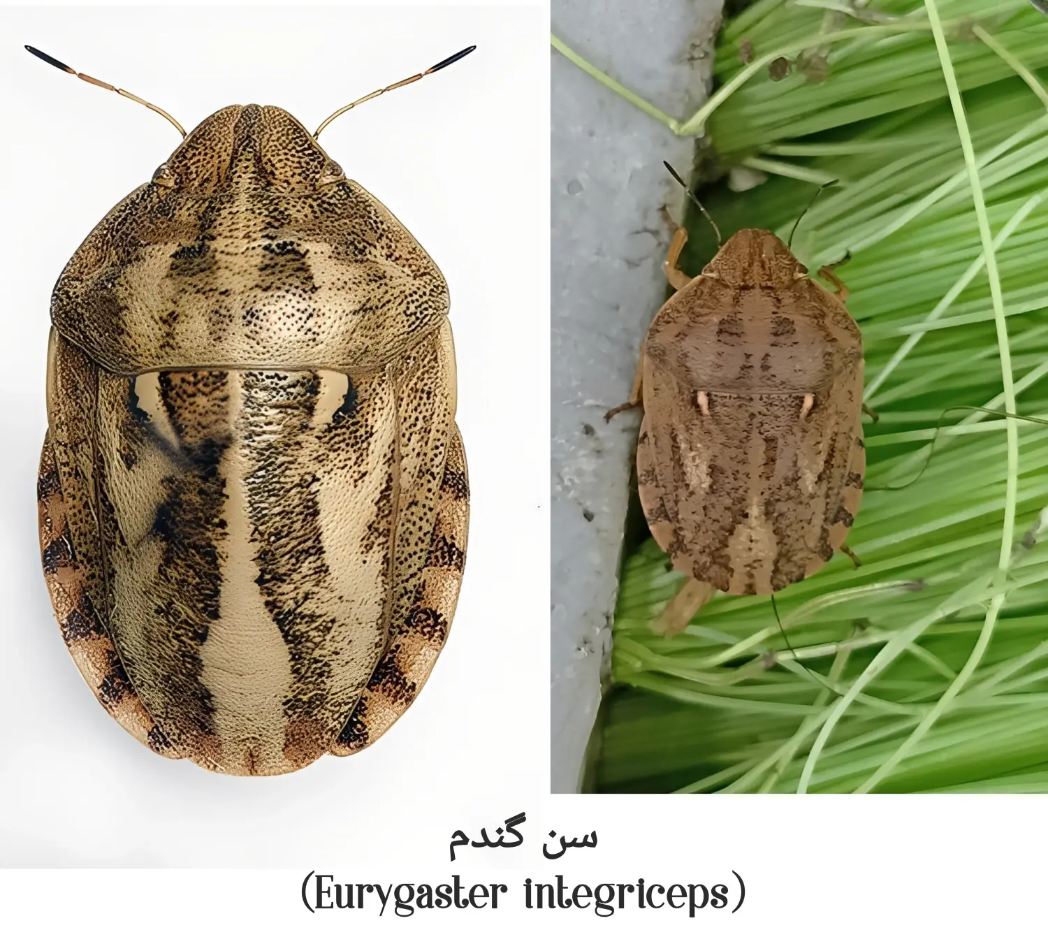 آشنایی با سن گندم (جو)