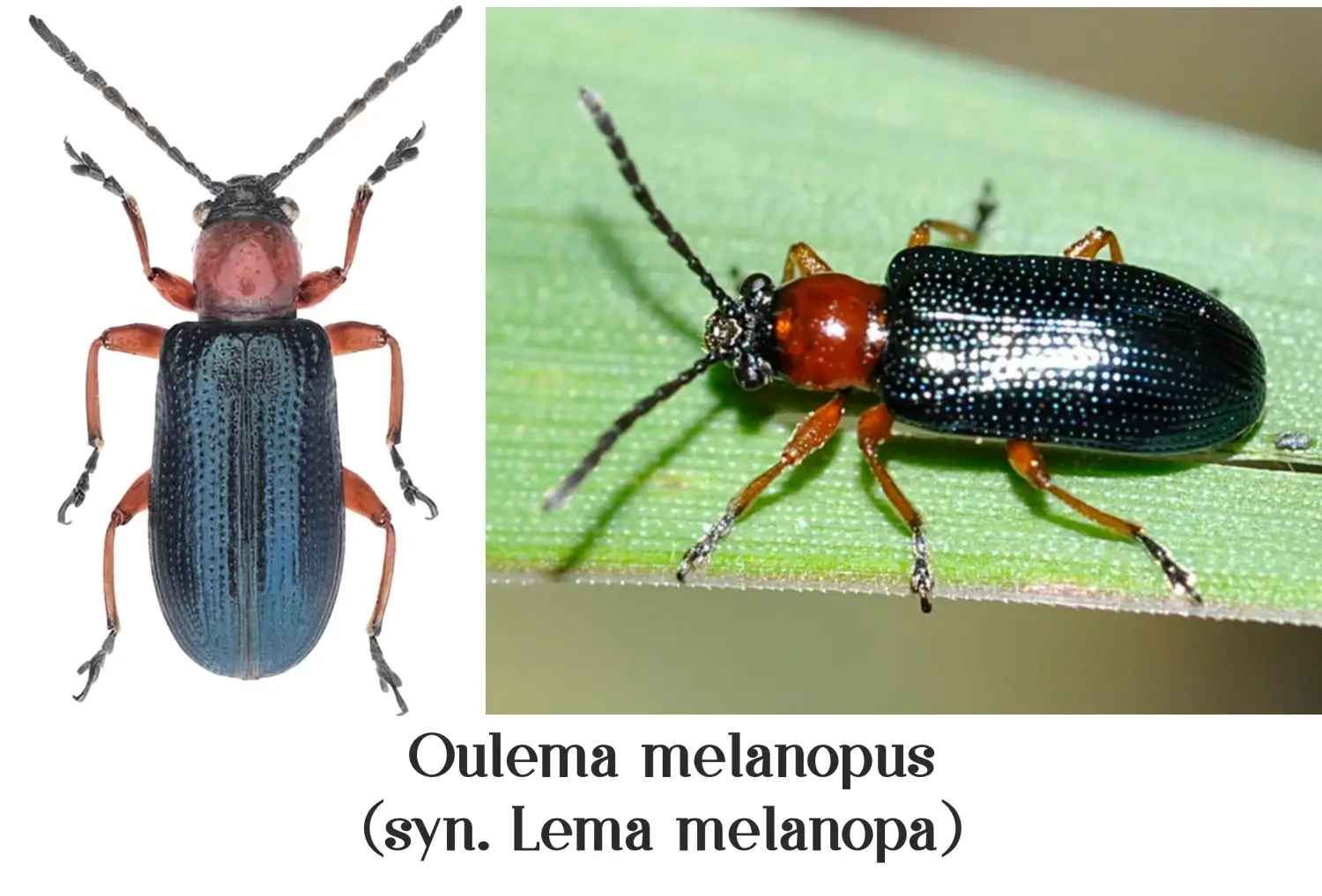 شناخت و مدیریت سوسک برگخوار غلات