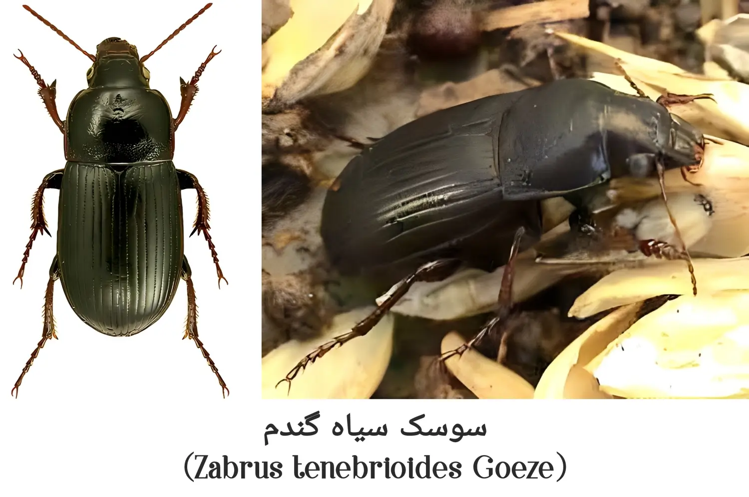 آشنایی با سوسک سیاه گندم