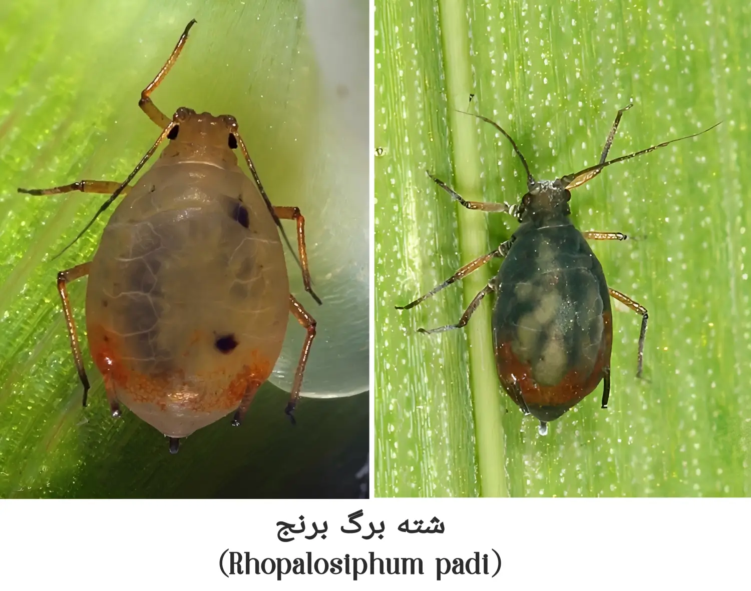 آشنایی با شته برگ برنج