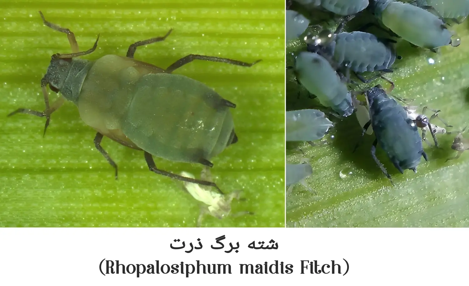 شکل شناسی شته برگ ذرت