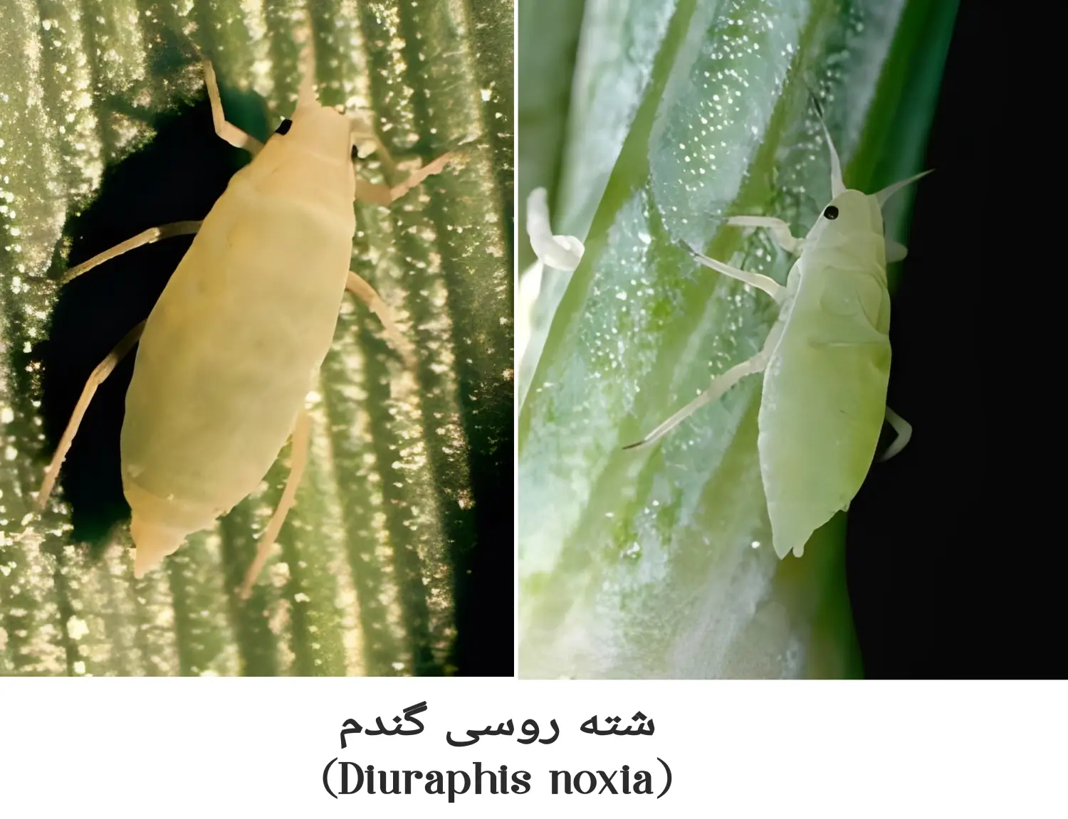 شناخت و مدیریت شته روسی گندم