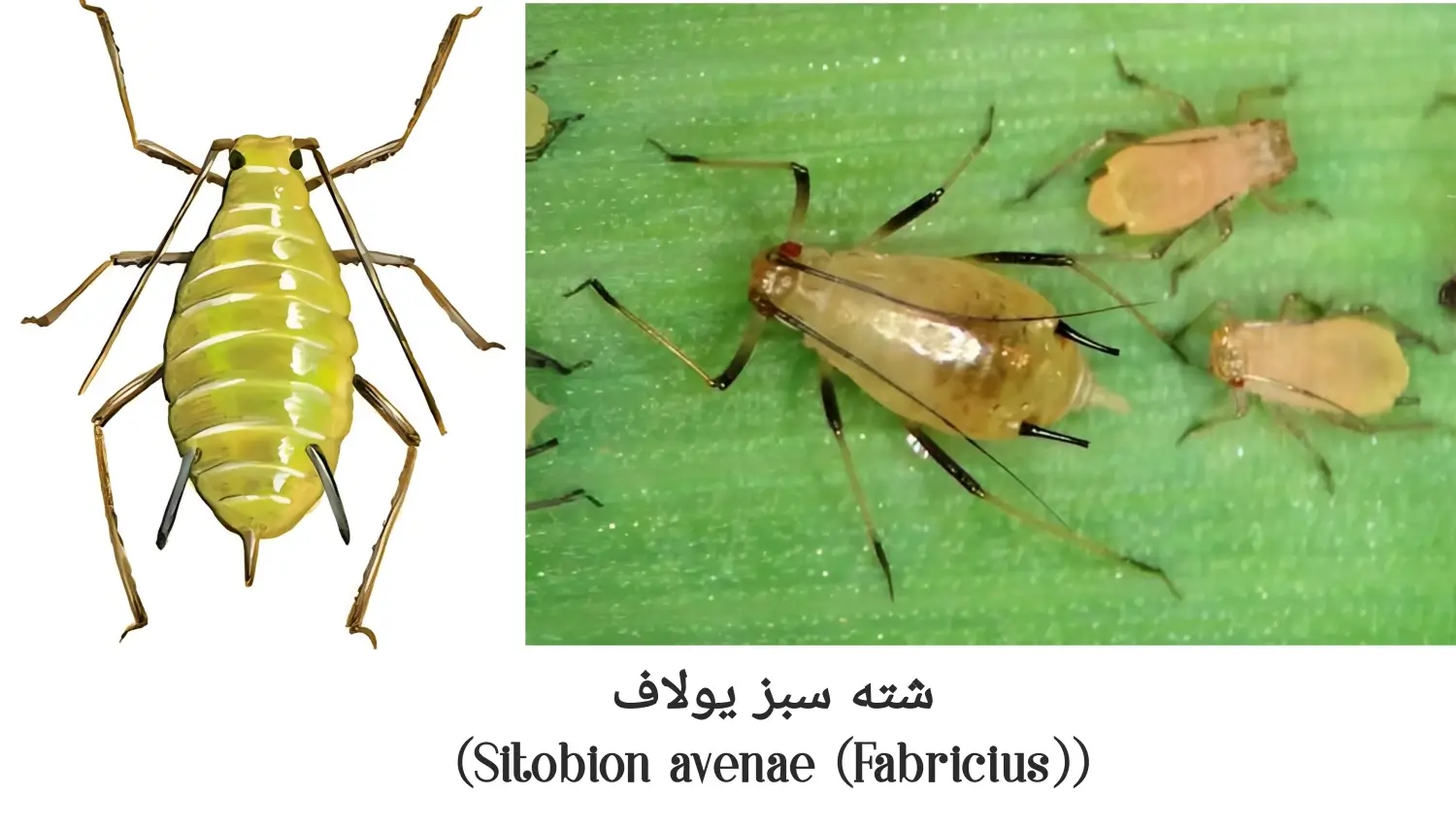 شته سبز یولاف را بشناسید