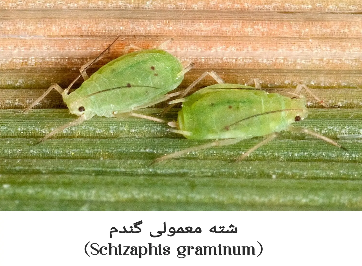 شناخت شته معمولی گندم