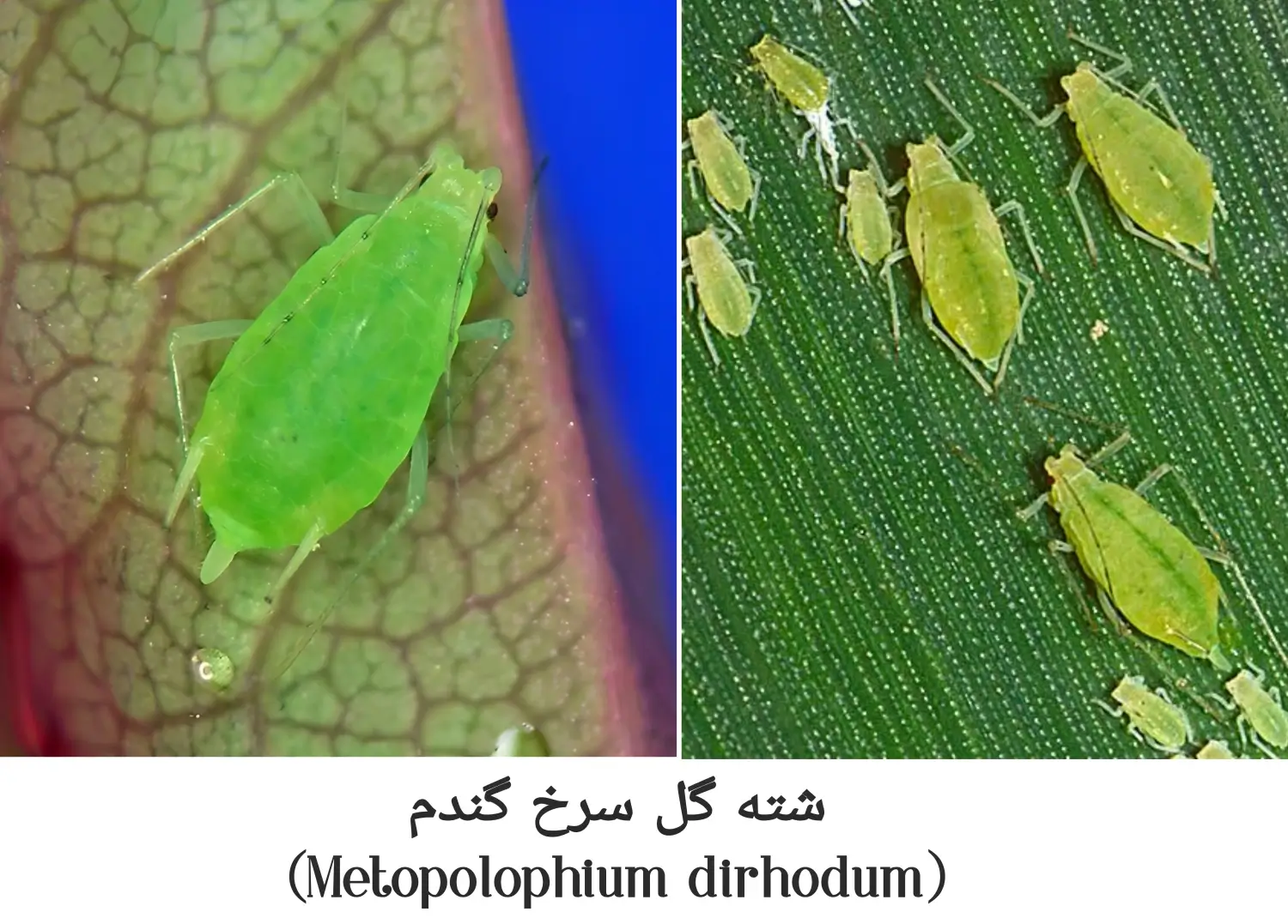 شناخت شته گل سرخ گندم