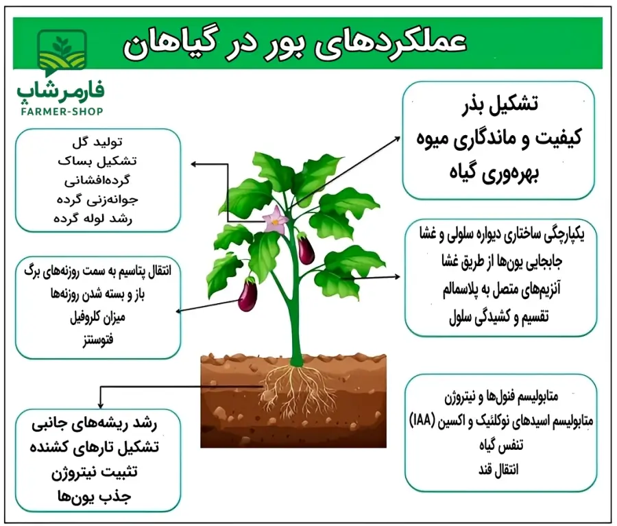 اینفوگراف عملکردهای عنصر بور در گیاهان و اهمیت آن در کشاورزی