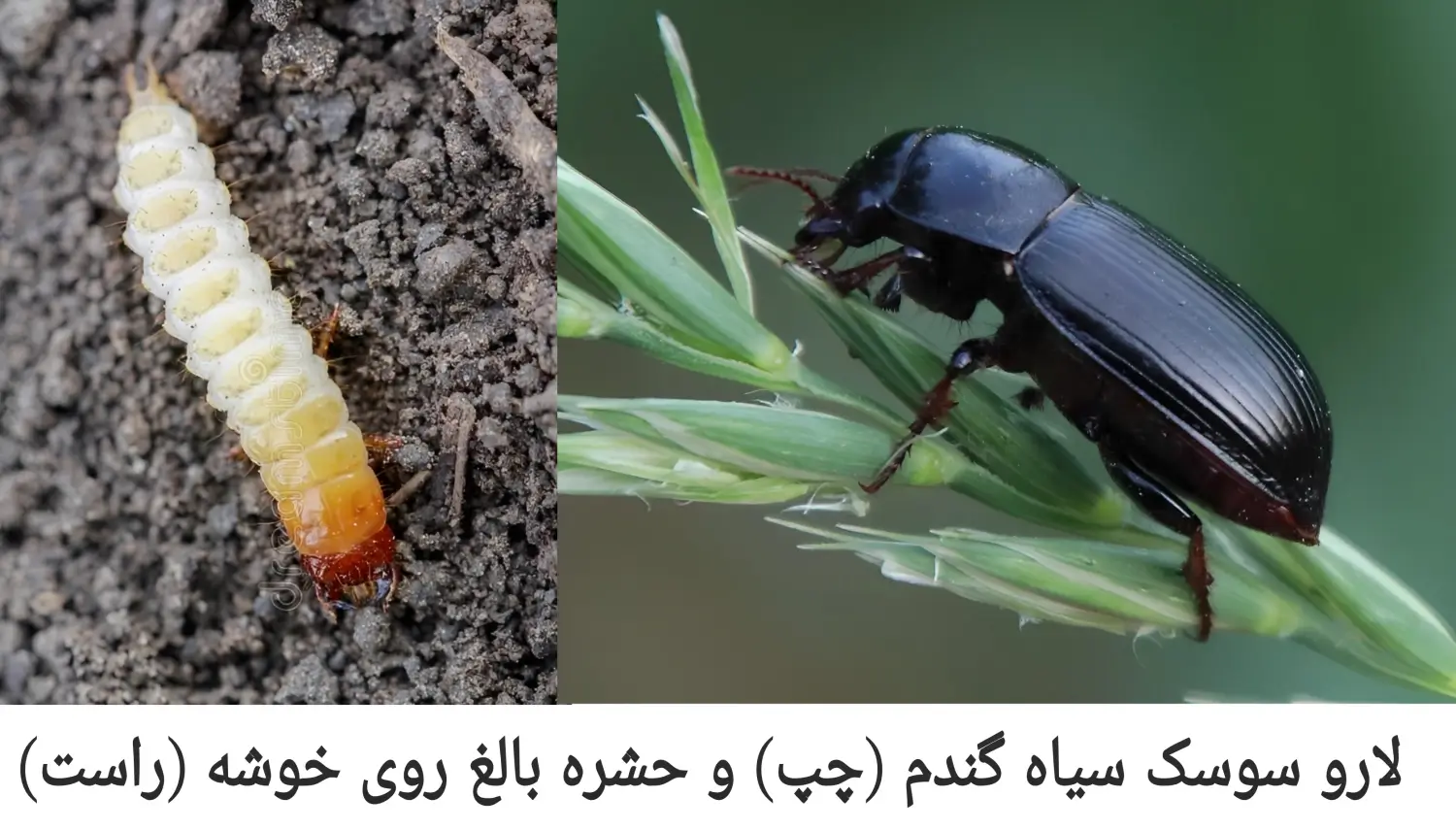 مشخصات لارو سوسک سیاه گندم