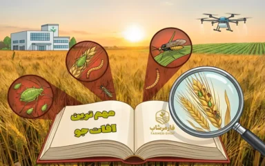 آشنایی و شناخت مهم ترین آفات جو در مزارع