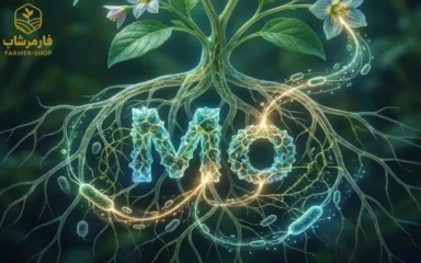 اهمیت و نقش مولیبدن در گیاهان و کشاورزی