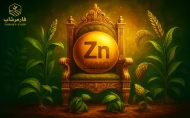 مقاله نقش روی در گیاهان و اهمیت این عنصر در کشاورزی