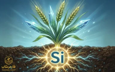 اهمیت و نقش سیلیسیم در گیاهان