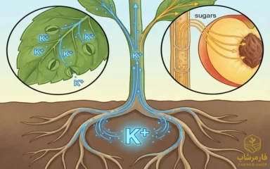 پتاسیم در کشاورزی ، اهمیت ، نقش و دلایل کمبود