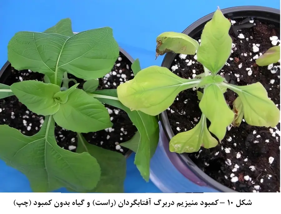 علائم کمبود منیزیم در آفتابگردان (تصویر انتشاری در فروشگاه فارمر شاپ)