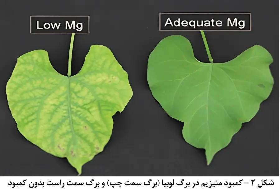 علائم کمبود منیزیم در برگ لوبیا (تصویر انتشاری در فروشگاه فارمر شاپ)