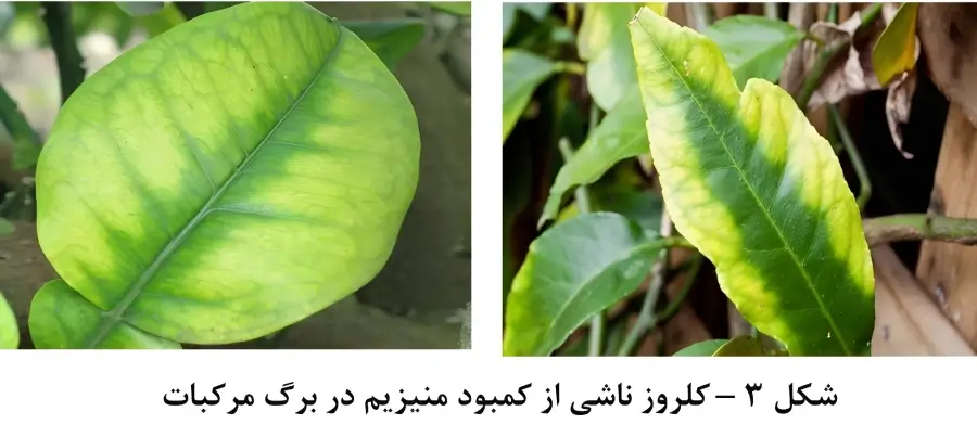 علائم کمبود منیزیم در مرکبات (تصویر انتشاری در فروشگاه فارمر شاپ)