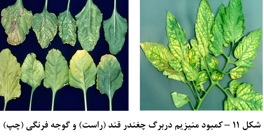 علائم کمبود منیزیم در چغندر قند (تصویر انتشاری در فارمرشاپ)