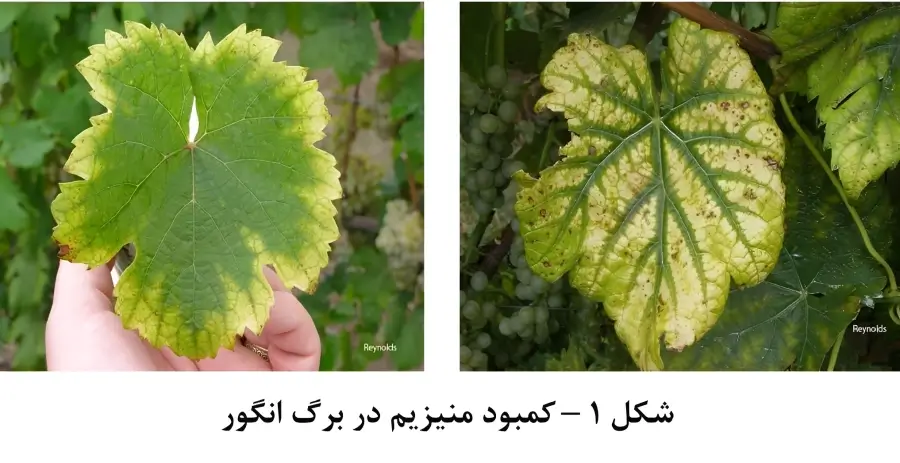 علائم کمبود منیزیم در برگ انگور (تصویر انتشاری در فروشگاه فارمر شاپ)